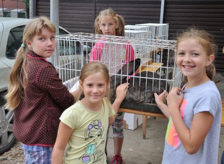 Egy állati jó délelőtt a Napraforgó Városi Táborban